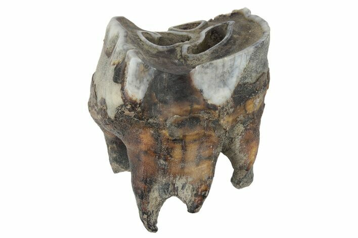 Fossil Woolly Rhino (Coelodonta) Tooth - Siberia #231035